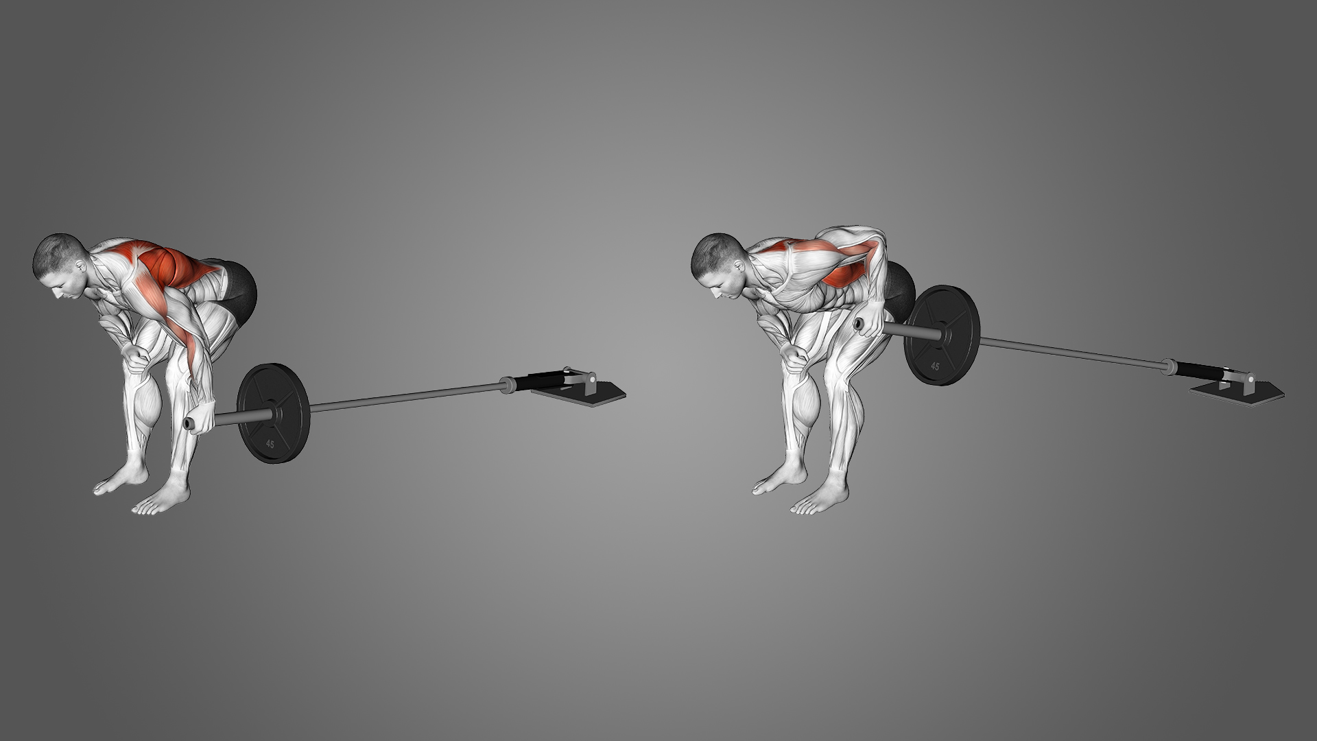 3 Best Landmine Rows Alternatives (with Pictures!) Inspire US