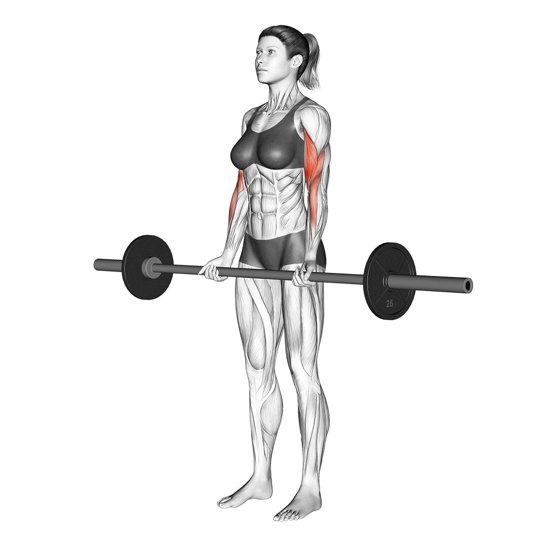 Barbell Curls vs Dumbbell Curls 5 Big Differences Explained Inspire US