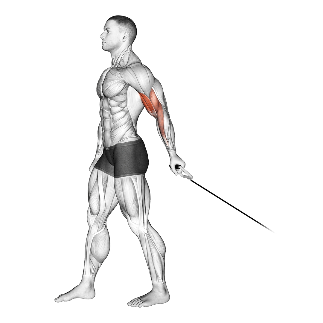 Standing Bicep Cable Curl Alternative