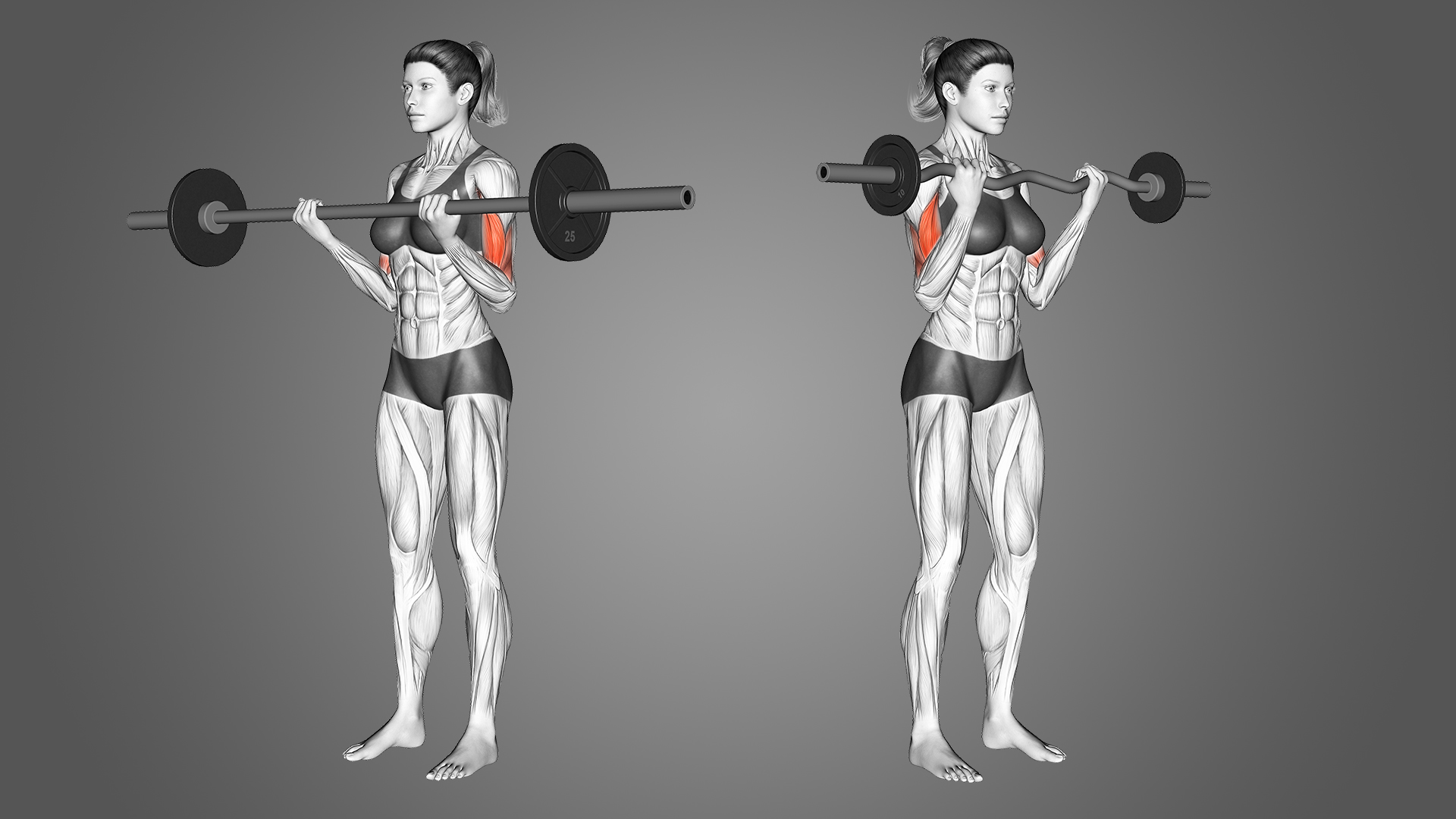 EZ Bar Curl vs Barbell Curl Which is Best? Inspire US
