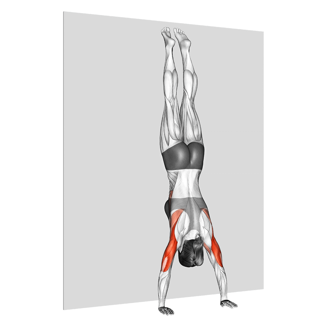 Handstand Push Up Benefits, Muscles Worked, and More Inspire US