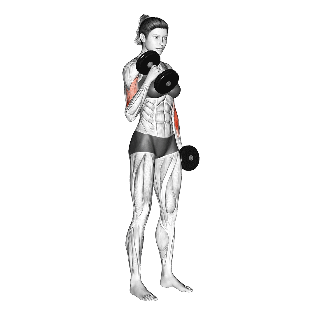 Hammer Curls Benefits, Muscles Worked, and More Inspire US