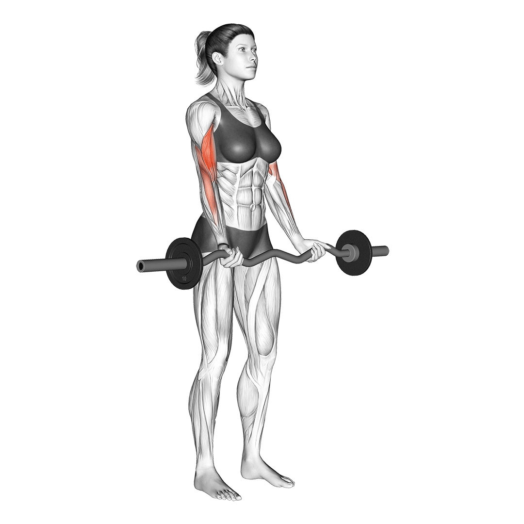 EZ Bar Curl Benefits, Muscles Worked, More Inspire US