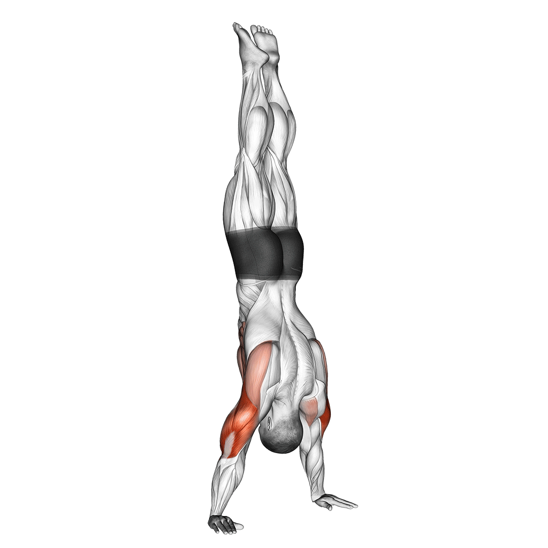 Handstand Push Up Benefits, Muscles Worked, and More Inspire US