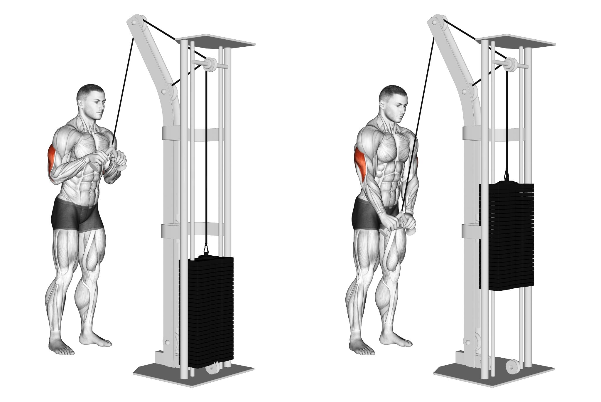 V Bar Tricep Pushdown Benefits, Muscles Worked, and More Inspire US