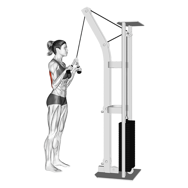 Tricep Pulldown Vs Pushdown