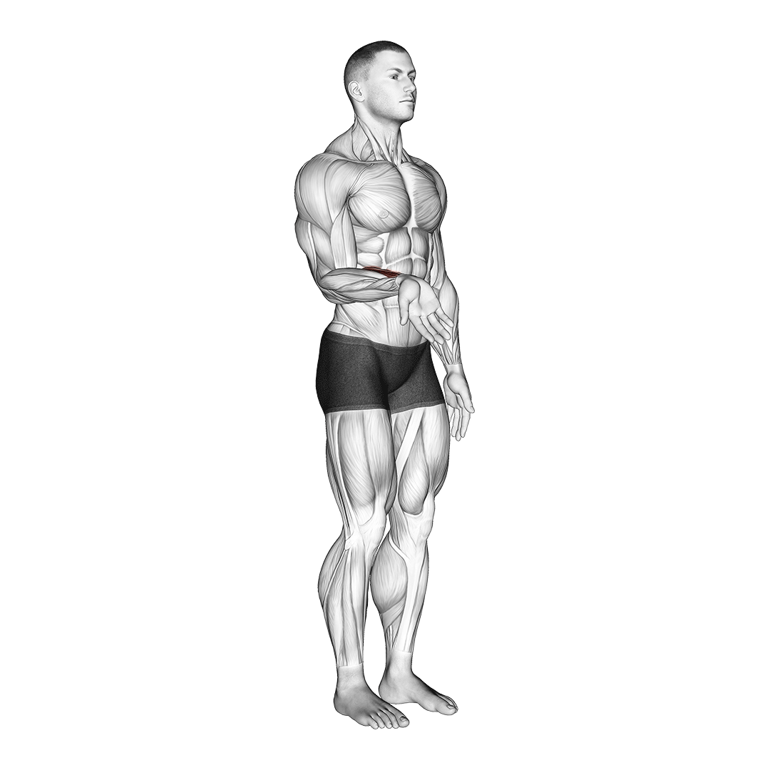 Barbell Wrist Curl Benefits, Muscles Worked, and More Inspire US