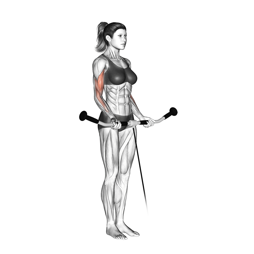 5 Best Cable Machine Bicep Exercises (with Pictures!) Inspire US