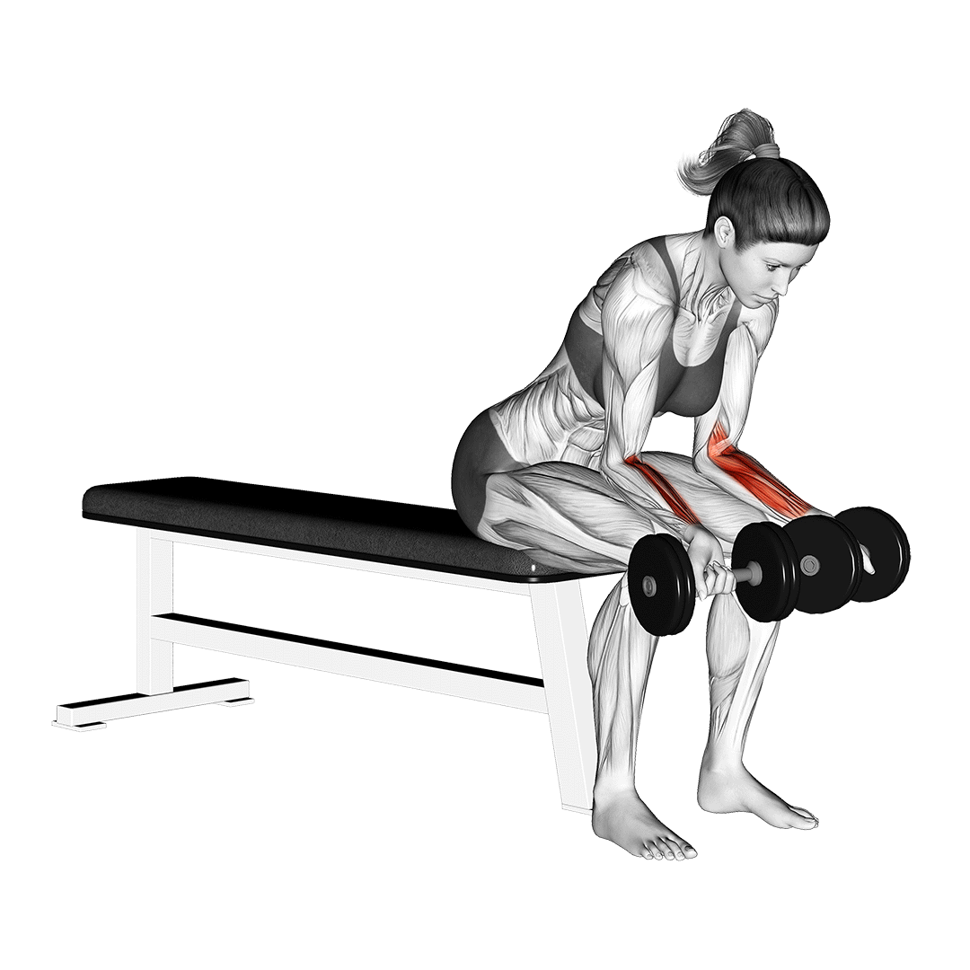 مچ دمبل چیست، فواید اجرای حرکت، عضلات درگیر و حرکات جایگزین!