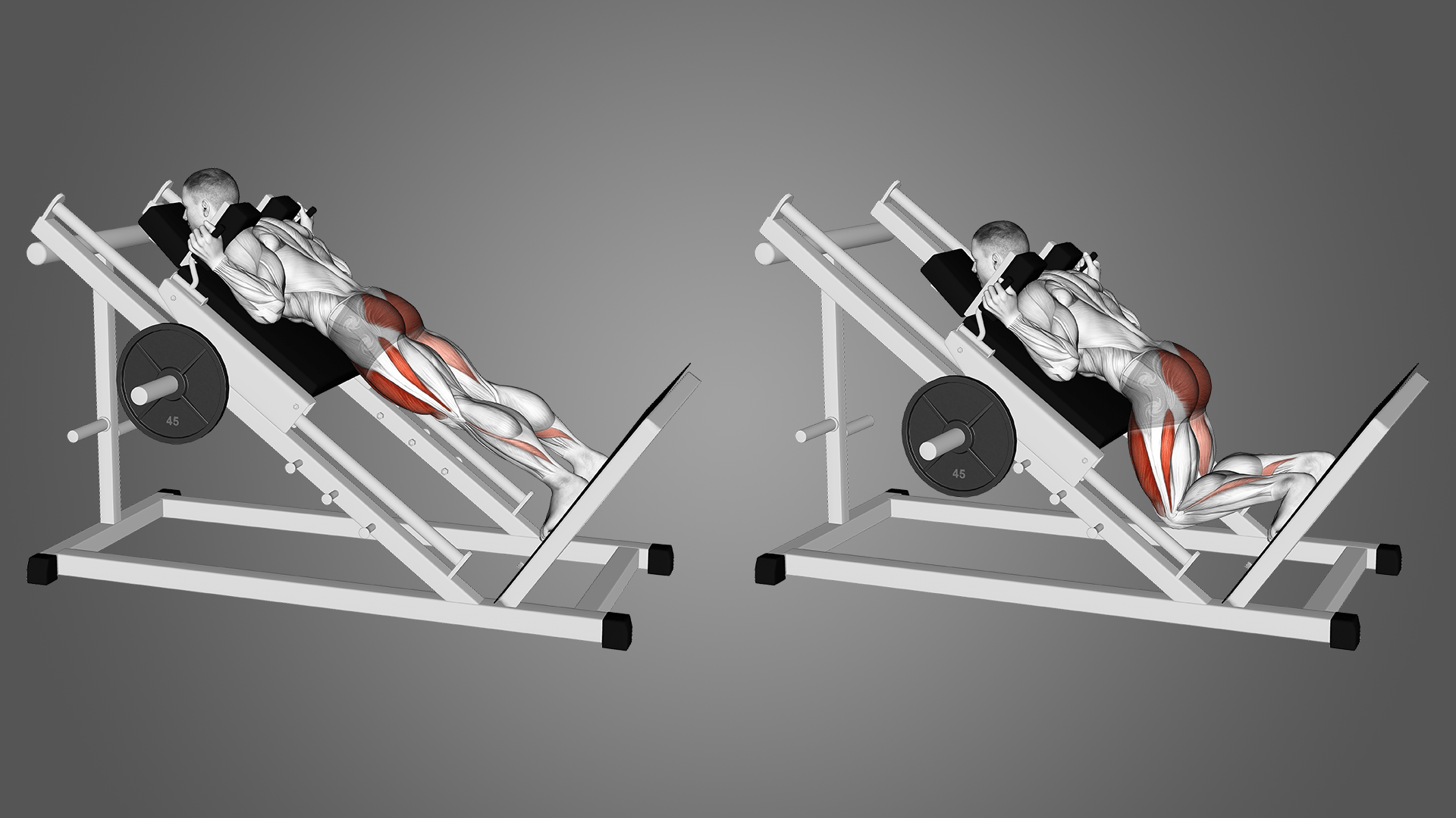 Reverse Hack Squat Machine Benefits, Muscles Worked, and More Inspire US
