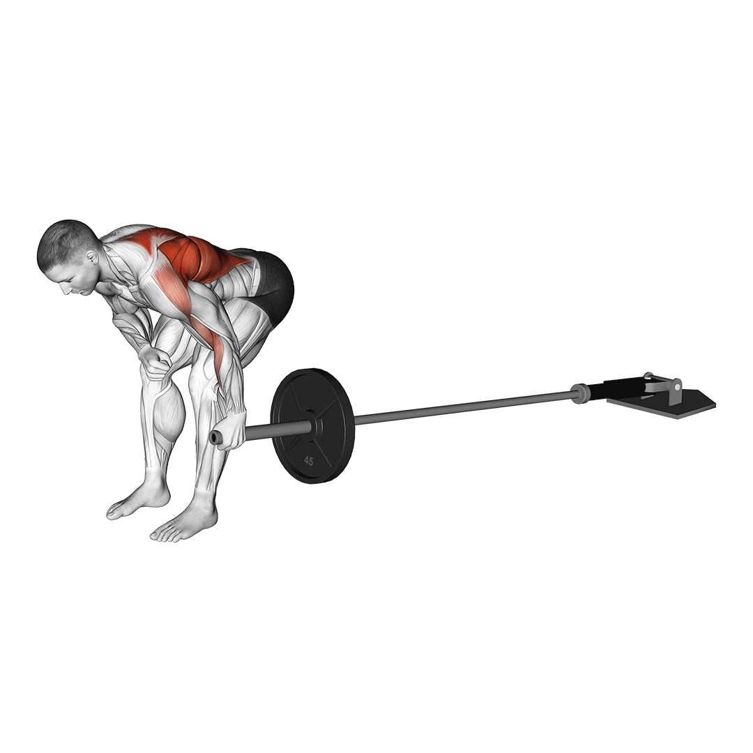 Single Arm Landmine Rows Exercise Overview Muscles Worked and More