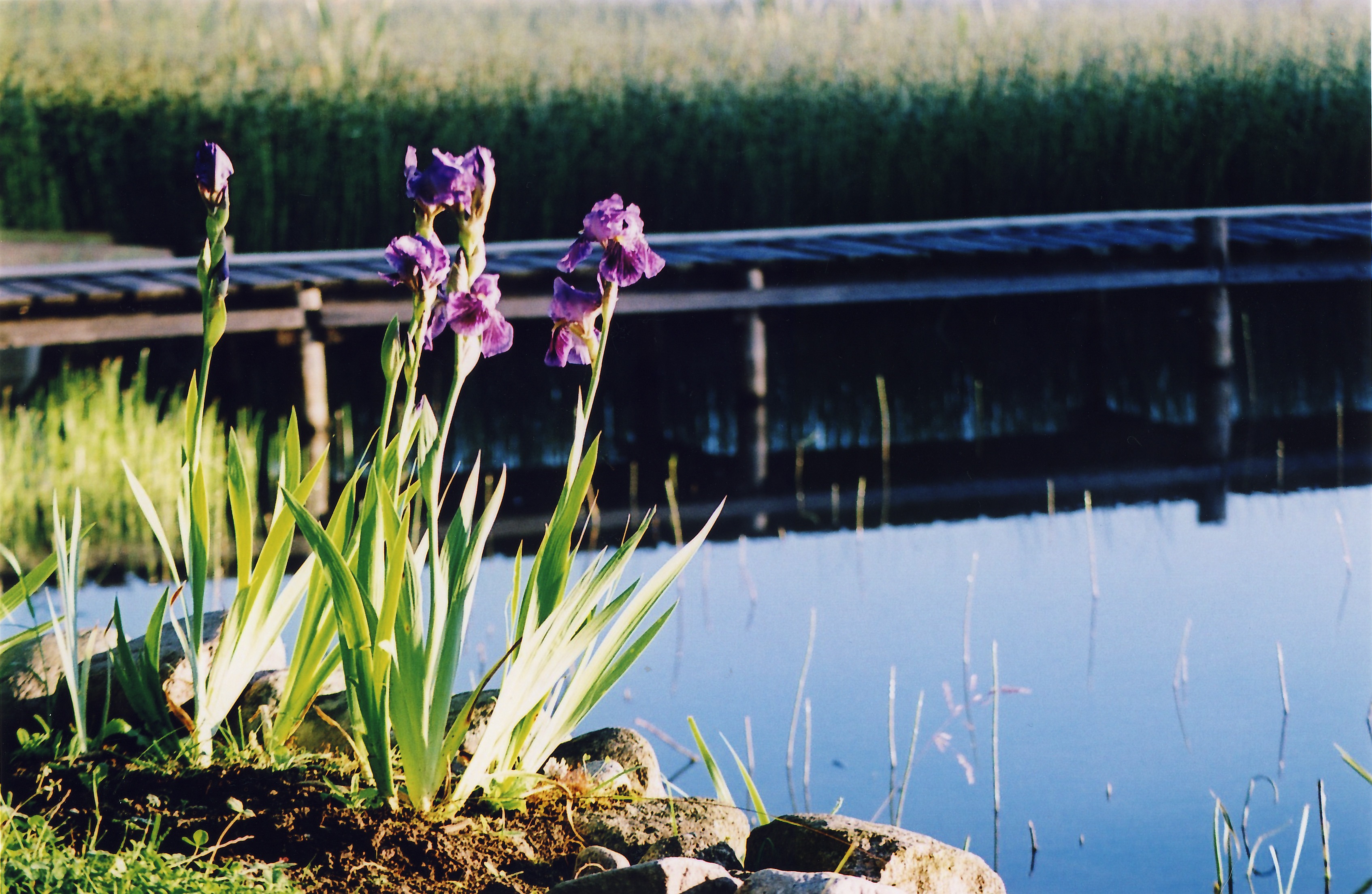 California Perennials BEST Perennials For Your Garden INSTALLITDIRECT