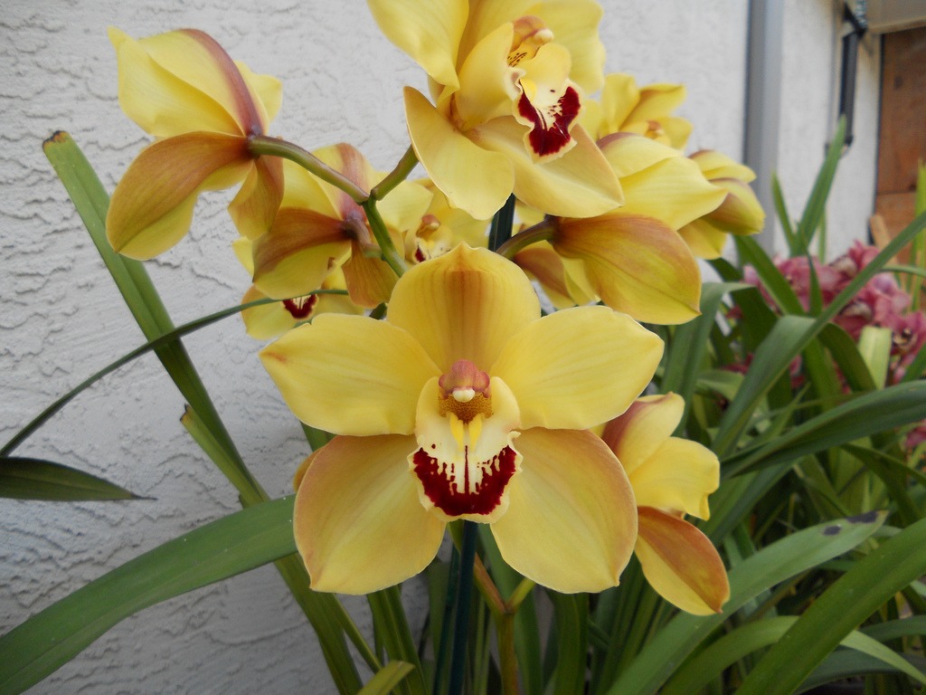 How to Grow Cymbidium Orchids Outside in San Diego