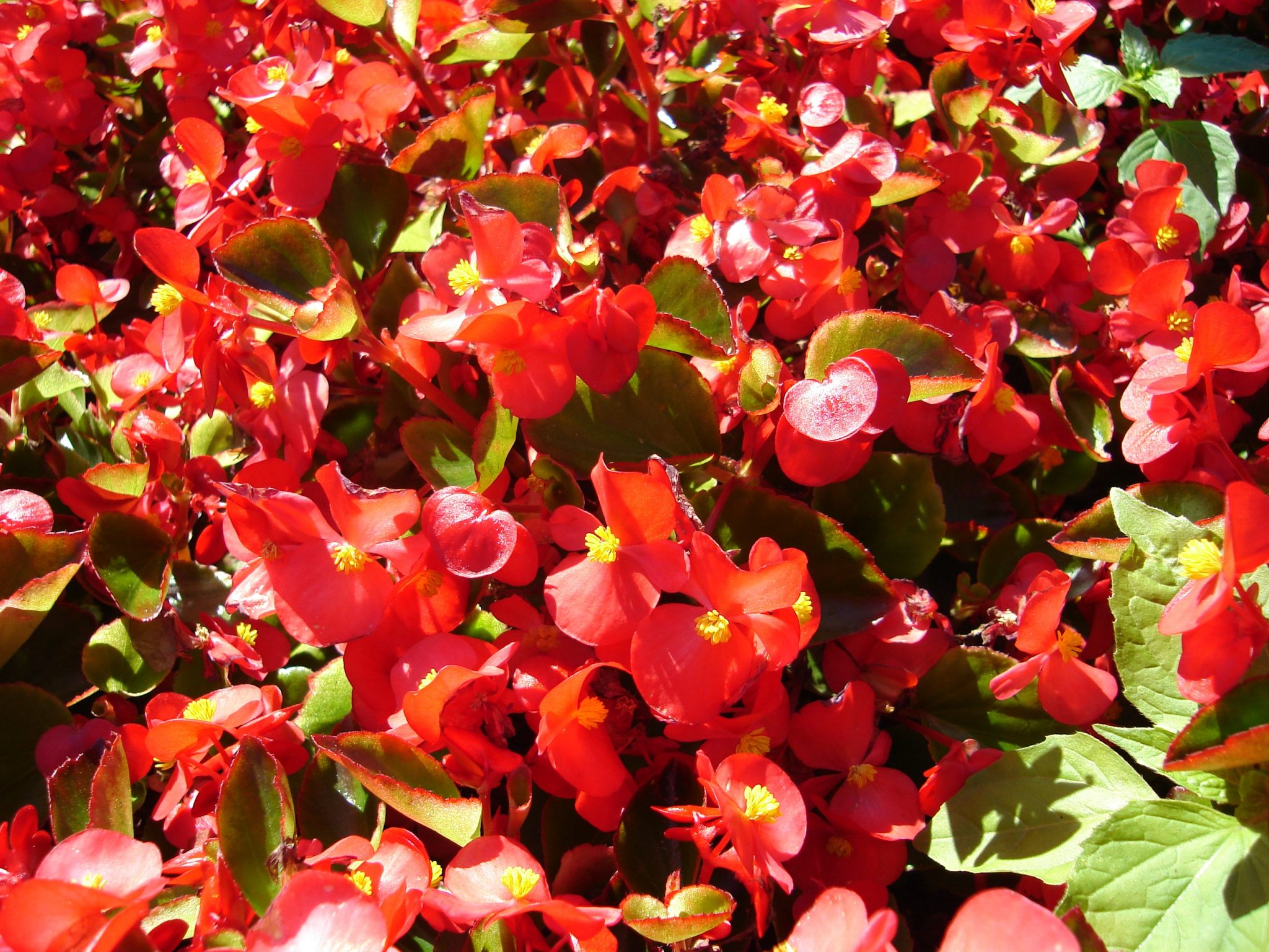 Plants Poisonous to Dogs & Cats TOP 15 Most Common