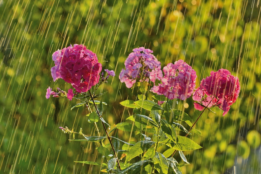 Things to Do for Your Garden When It's Raining INSTALLITDIRECT