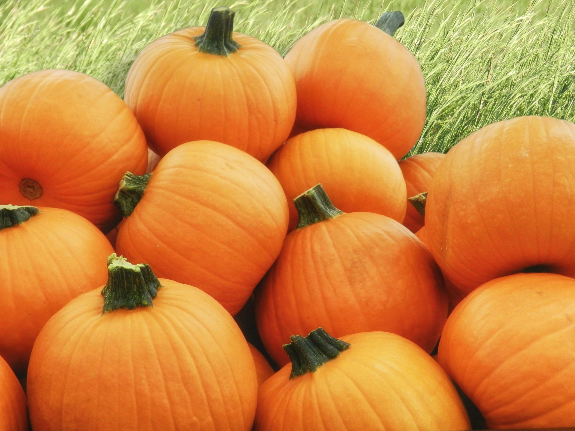Growing Pumpkins Guide How to Grow Pumpkins + PRO Tips INSTALLITDIRECT