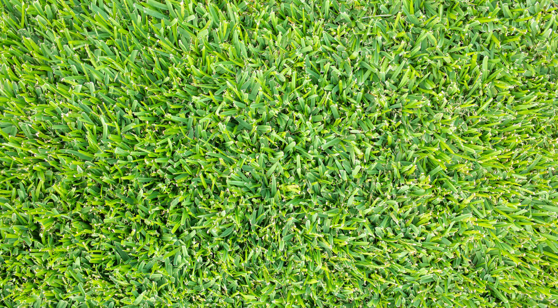 DogFriendly Ground Cover & Alternatives for Grass