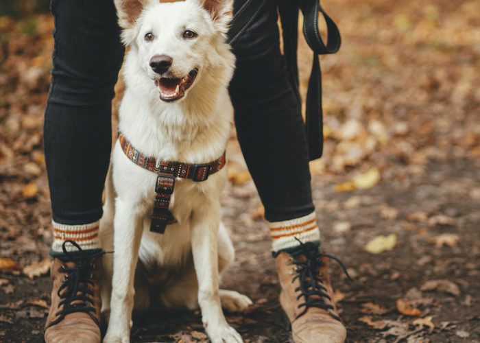 Find a Dog Trainer Near You Instinct Dog Behavior & Training