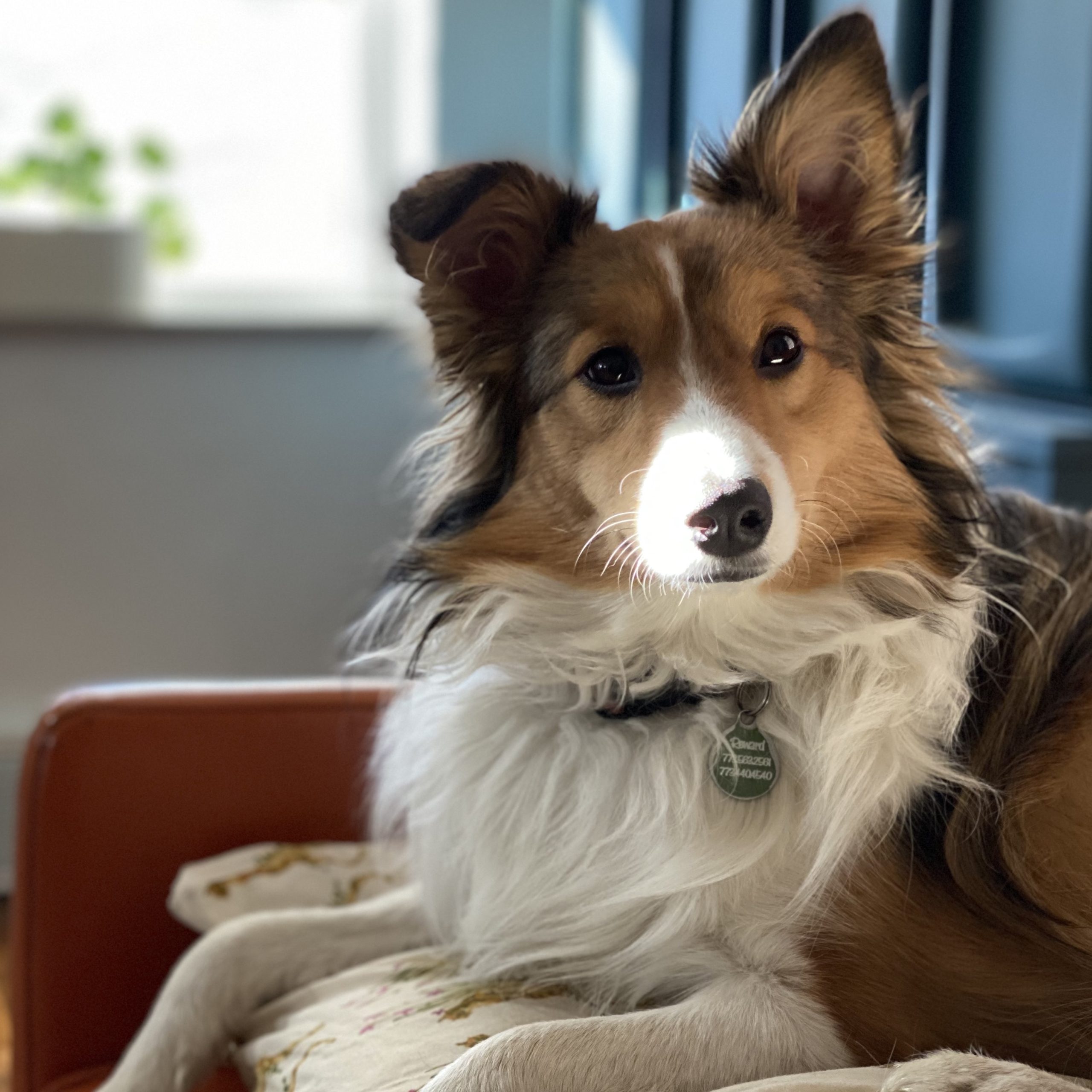 Kitty Instinct Dog Behavior & Training