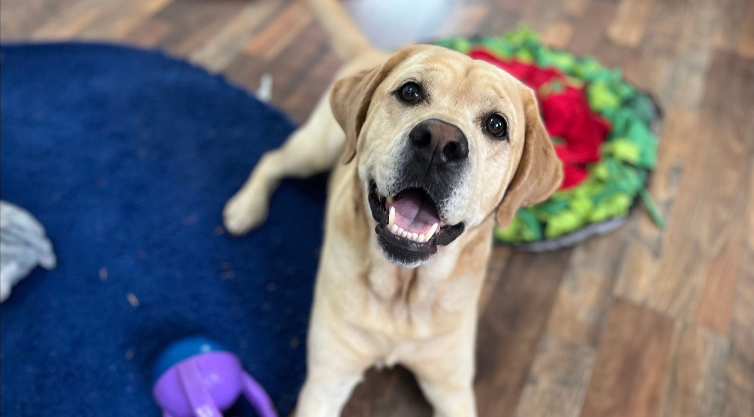 Is Your Dog Overexcited When You Come Home? Instinct Dog Behavior