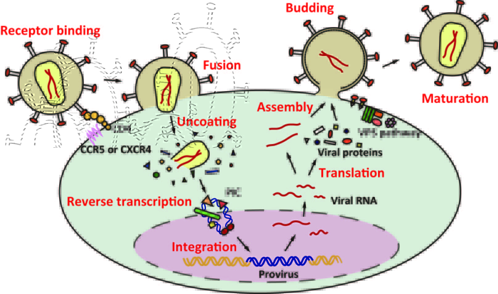 Gene Regulatable Lentiviral Vector System IntechOpen