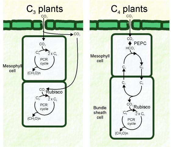 C4 Plants Adaptation to High Levels of CO2 and to Drought