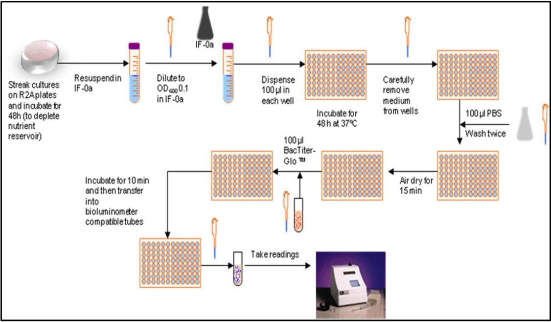 biofilm assay protocol