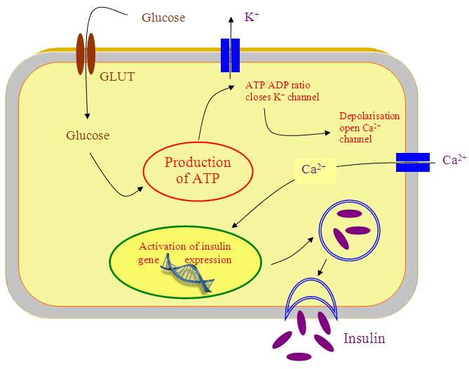 The Role of the Antigen GAD 65 in Diabetes Mellitus Type 1 A Molecular