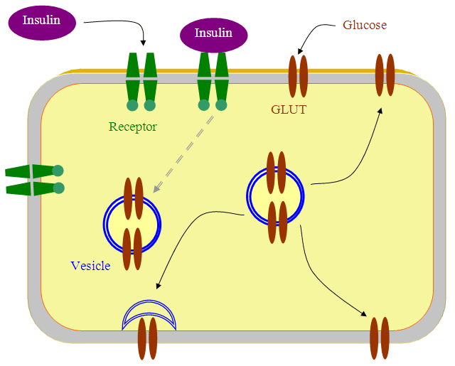 The Role of the Antigen GAD 65 in Diabetes Mellitus Type 1 A Molecular