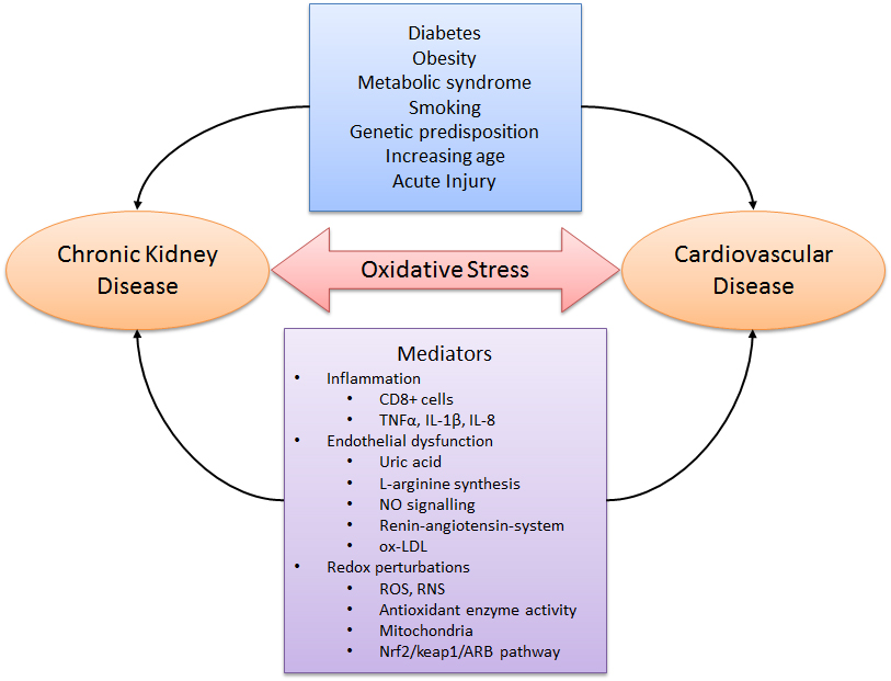 Oxidative Stress and Antioxidant Therapy in Chronic Kidney and