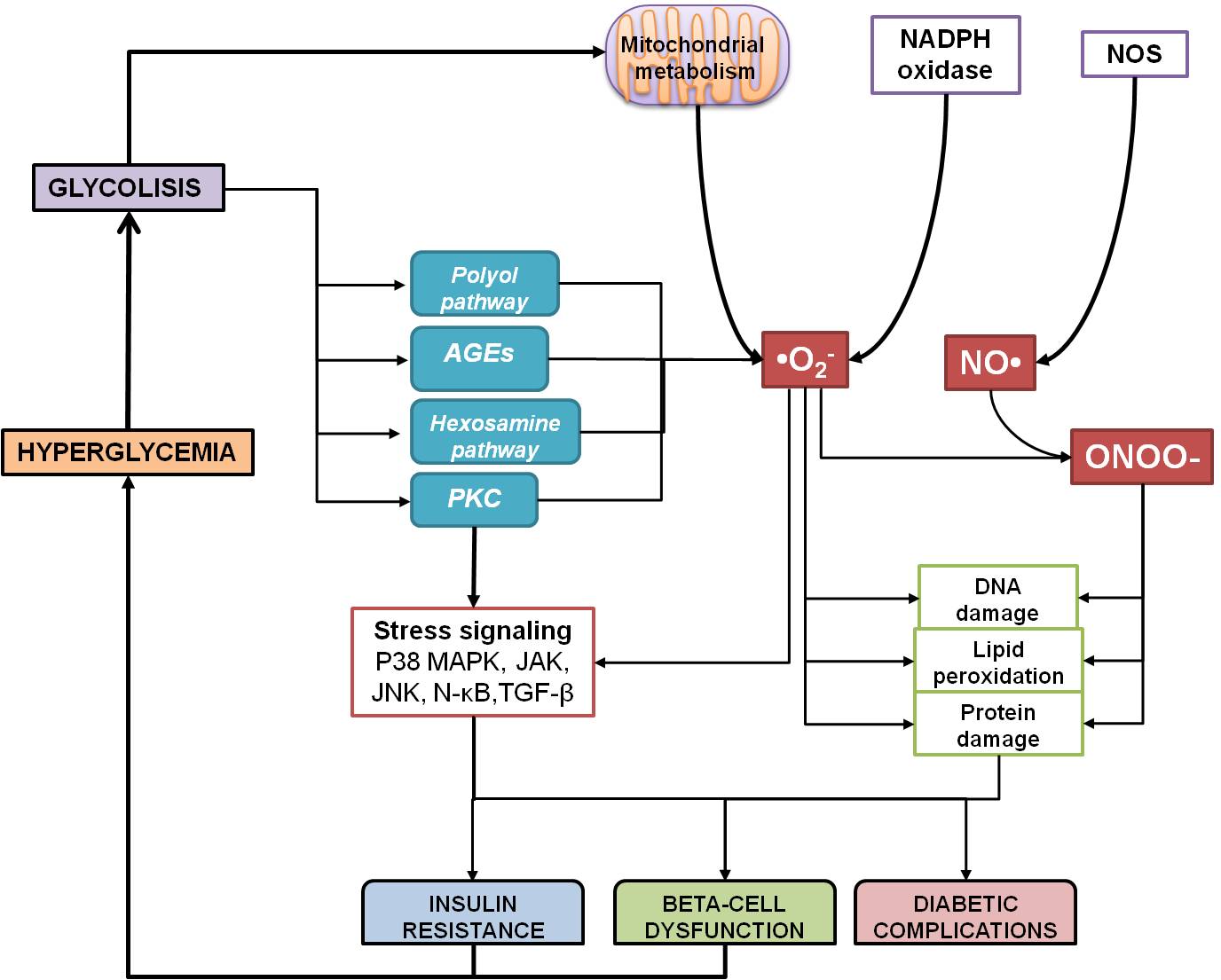 Oxidative Stress in Diabetes Mellitus and the Role Of Vitamins with