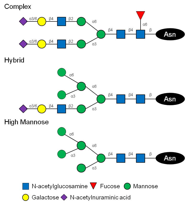 Structural Biology of Glycoproteins IntechOpen