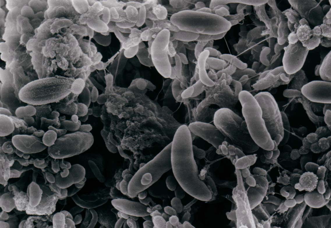 Protective Effect of Probiotics Strains in Ruminants IntechOpen