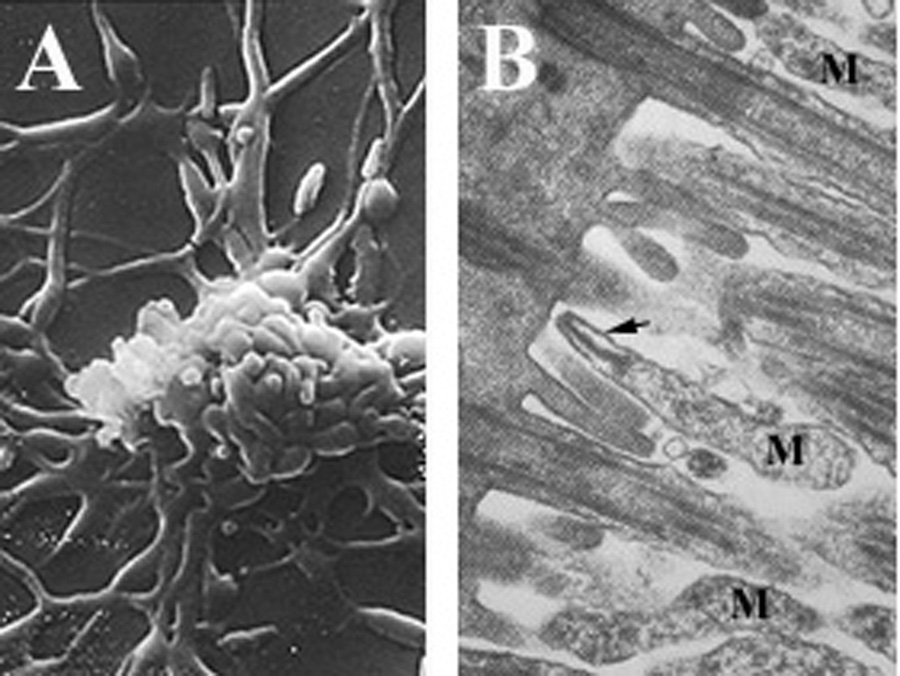 Contamination of Tissue Cultures by Mycoplasmas IntechOpen