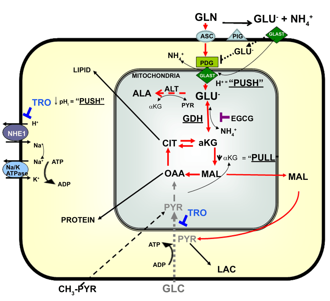 Role of Glutamate Dehydrogenase in Cancer Growth and Homeostasis