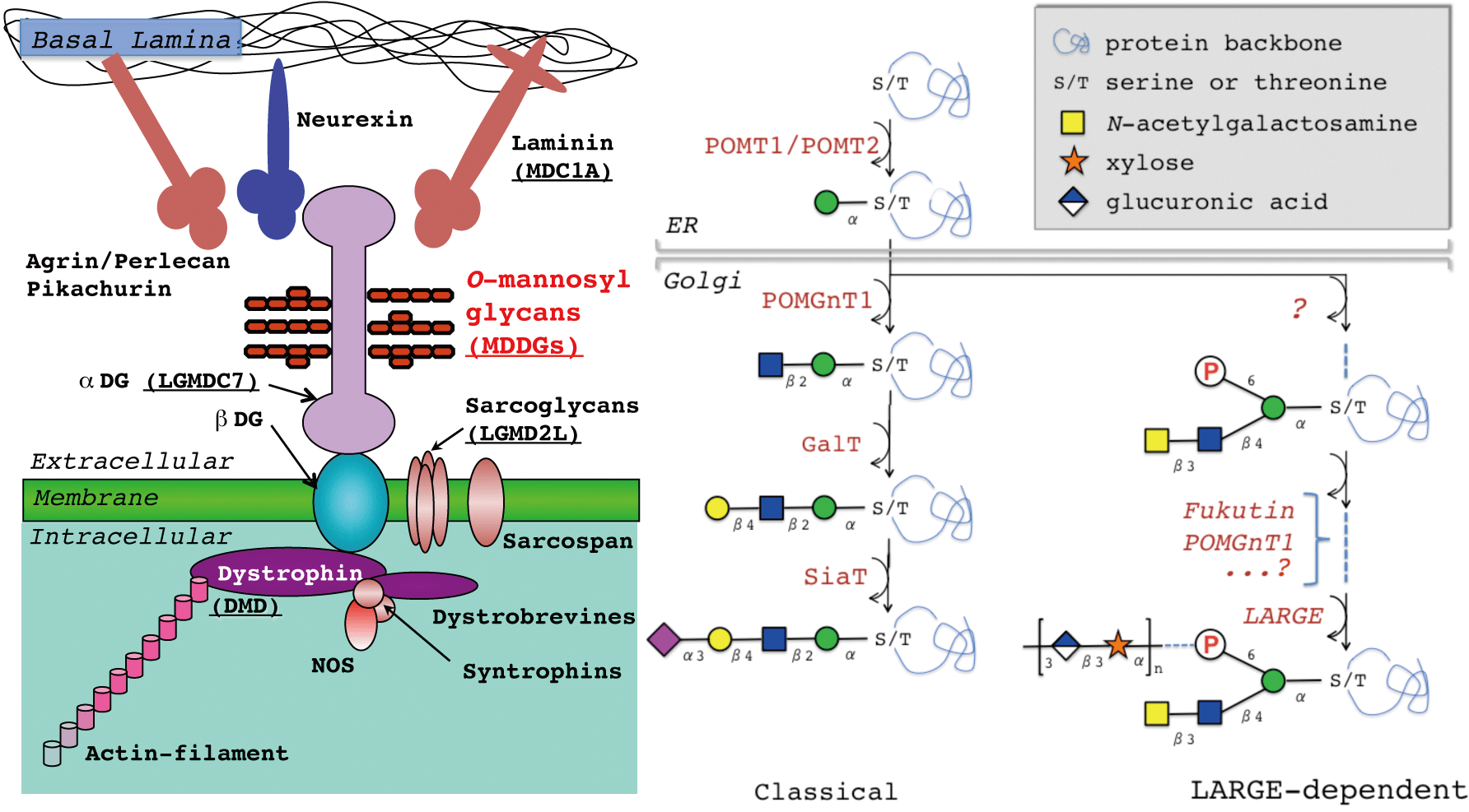 Diseases Associated with Protein Glycosylation Disorders in Mammals IntechOpen