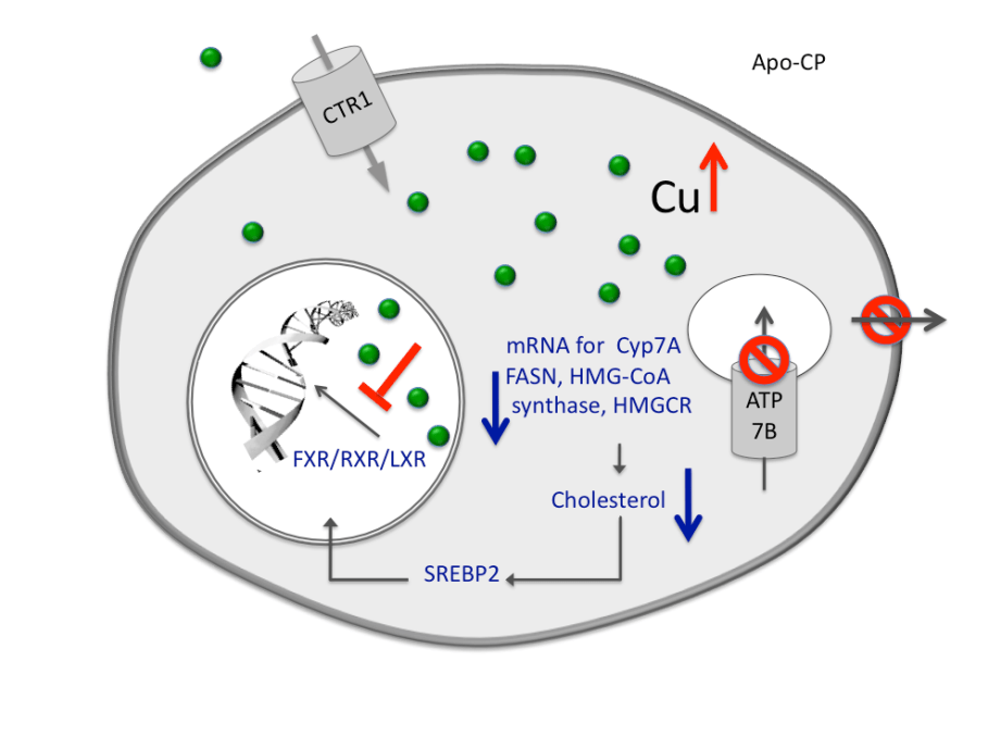 The Role of Copper as a Modifier of Lipid Metabolism IntechOpen