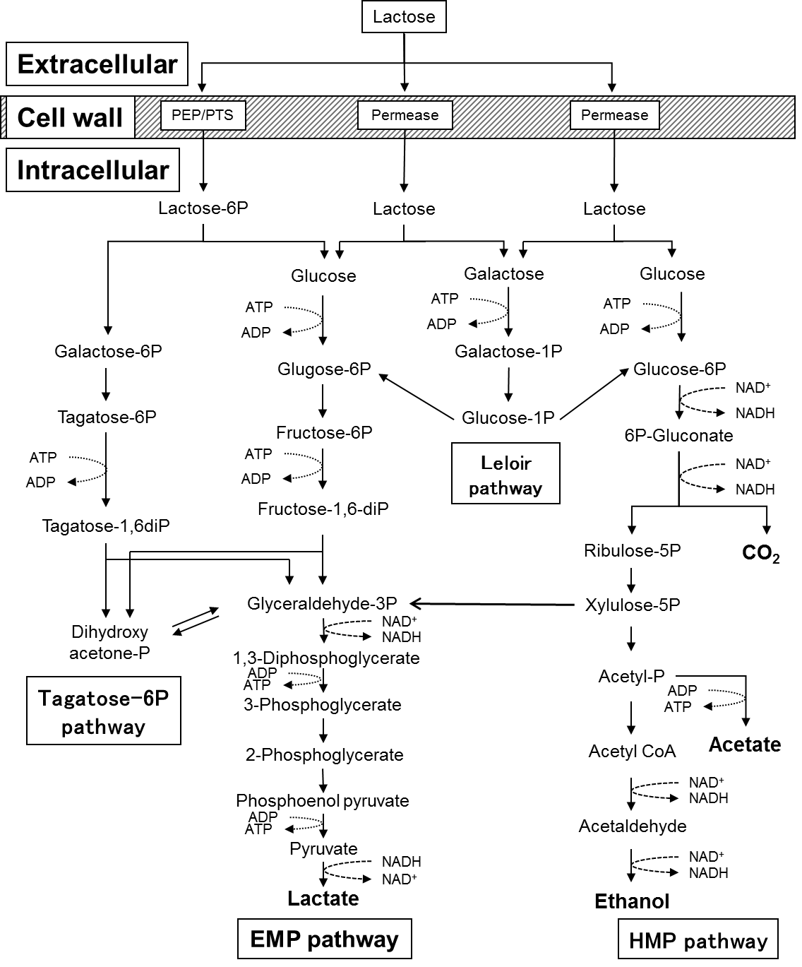 Exopolysaccharides of Lactic Acid Bacteria for Food and Colon Health Applications IntechOpen