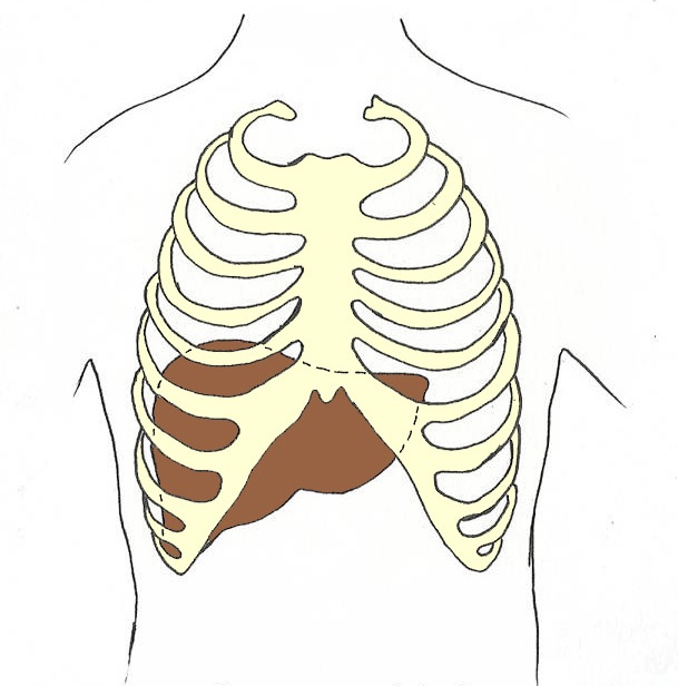 Liver And Rib Cage