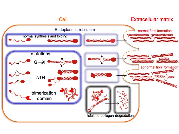 Inherited Connective Tissue Disorders of Collagens Lessons from