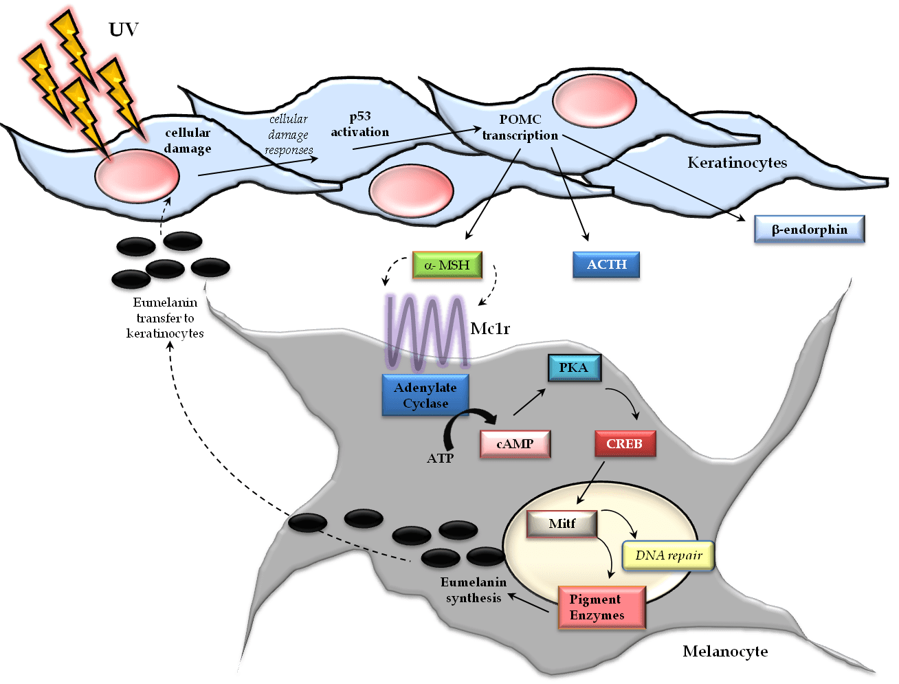 Melanoma — Epidemiology, and Risk Factors IntechOpen