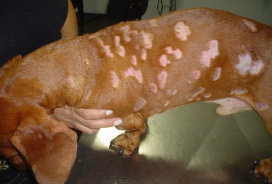 Dermatology in Dogs and Cats IntechOpen
