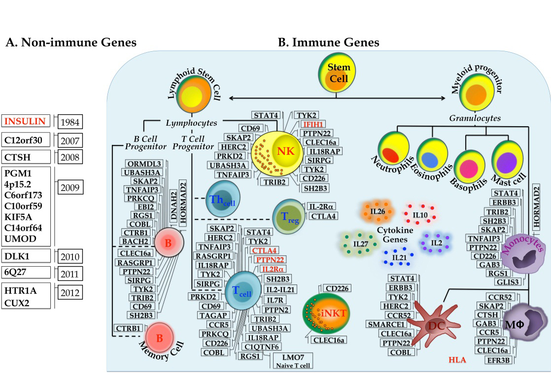 Genes Involved in Type 1 Diabetes IntechOpen