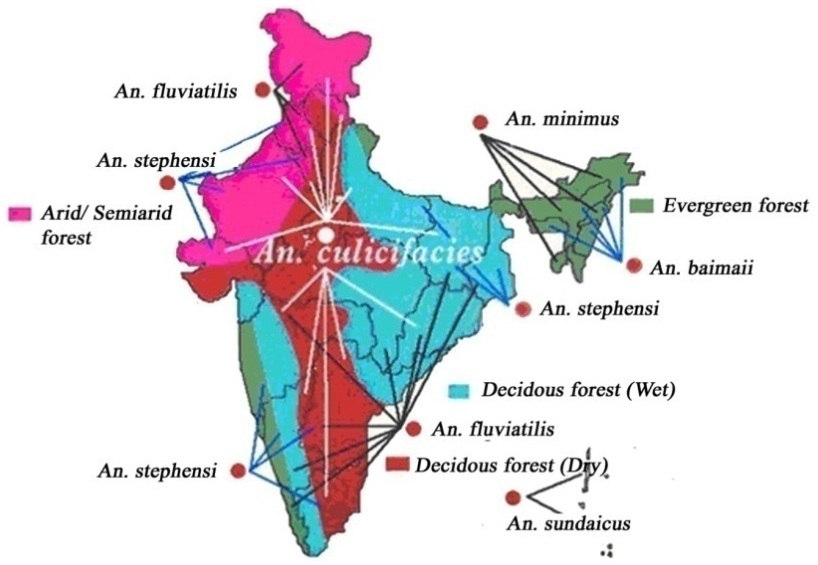 The Dominant Mosquito Vectors Of Human Malaria In India Intechopen