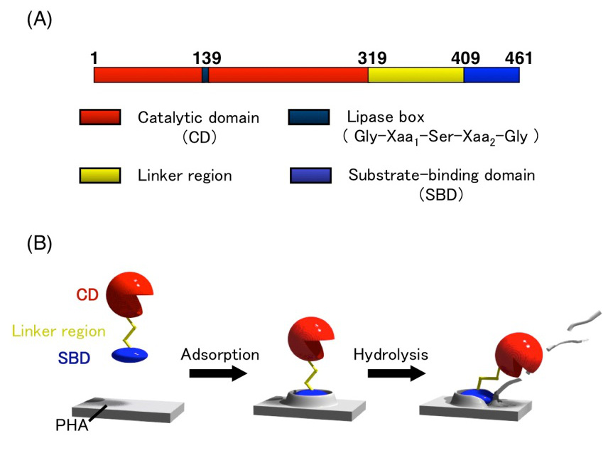 Protein Engineering of Enzymes Involved in Bioplastic Metabolism