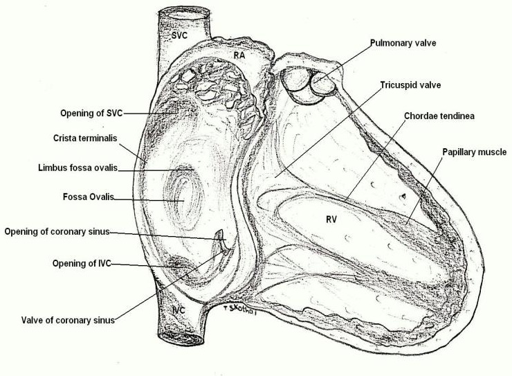 The Basis Of Management Of Congenital Heart Disease Intechopen