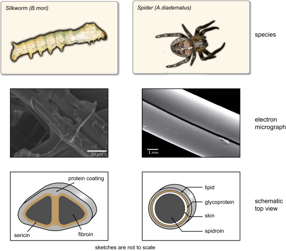 Silk Fiber — Molecular Formation Mechanism, Structure Property