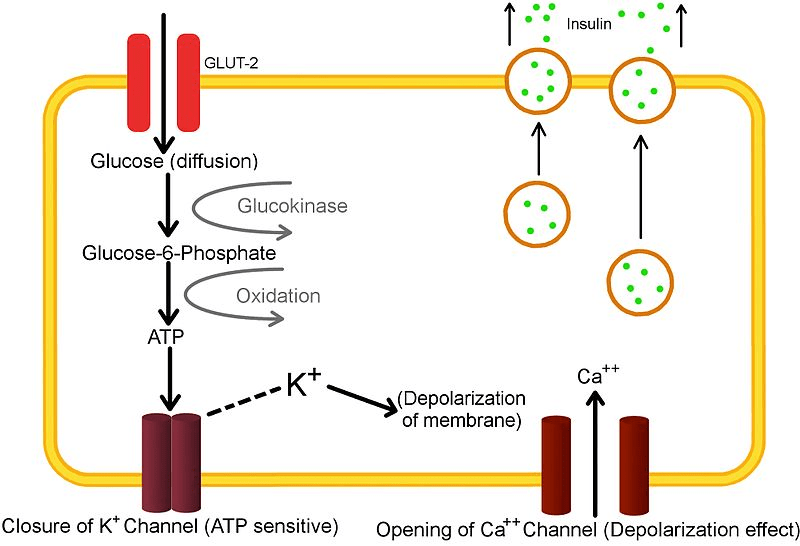 Pathogenesis of Type 2 Diabetes Mellitus IntechOpen