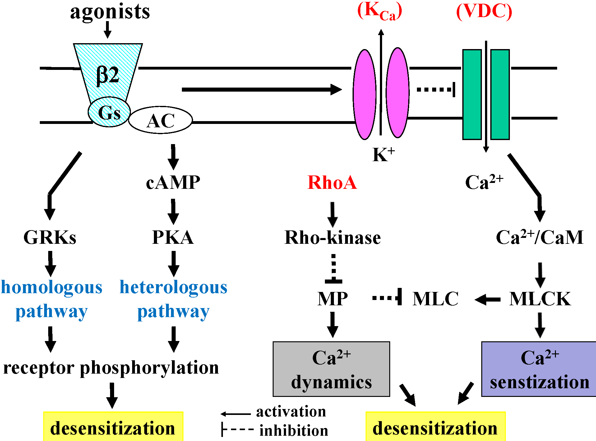 Ca2+ Dynamics and Ca2+ Sensitization in the Regulation of Airway Smooth