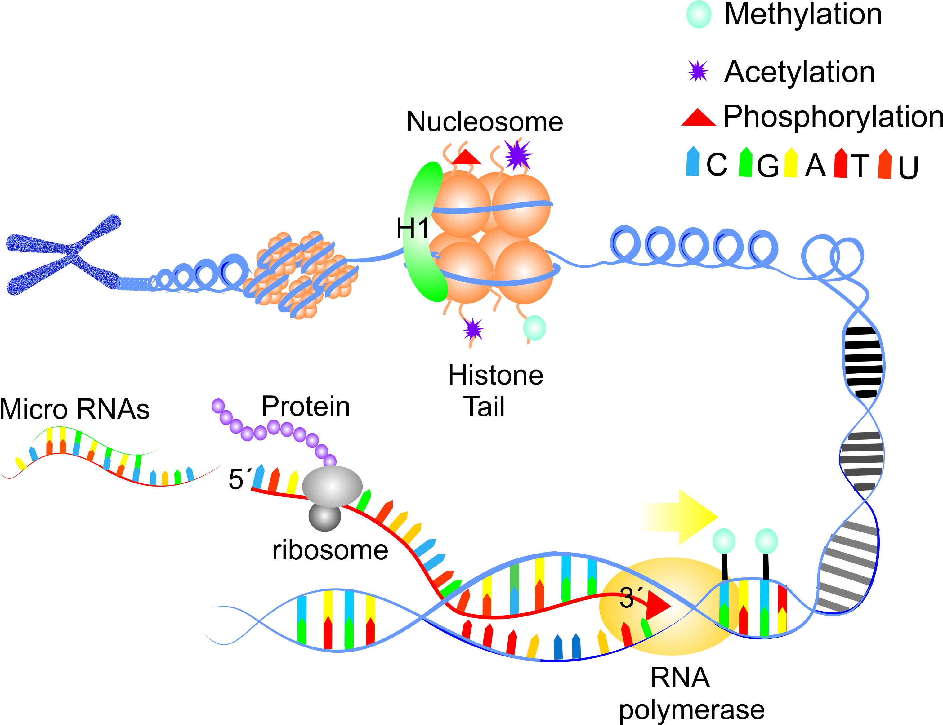 Mechanisms in Head and Neck Cancer IntechOpen